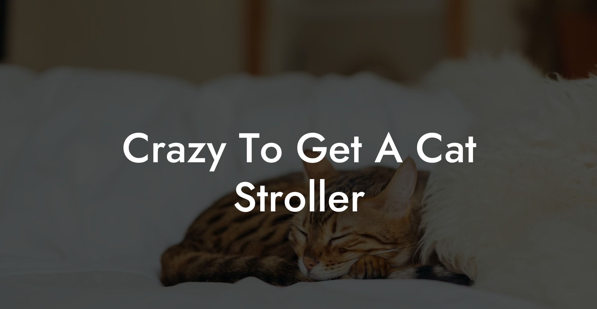 Crazy To Get A Cat Stroller