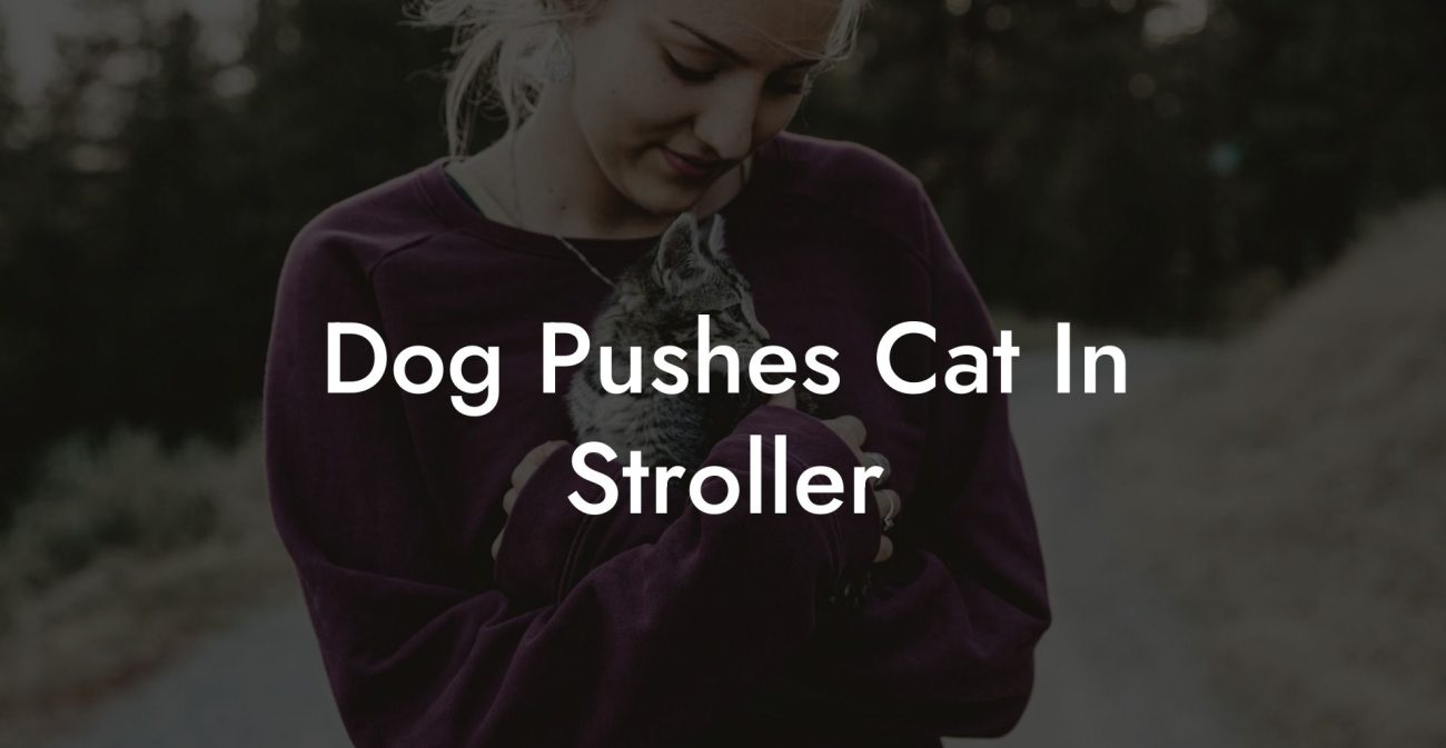 Dog Pushes Cat In Stroller