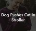 Dog Pushes Cat In Stroller