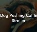 Dog Pushing Cat In Stroller