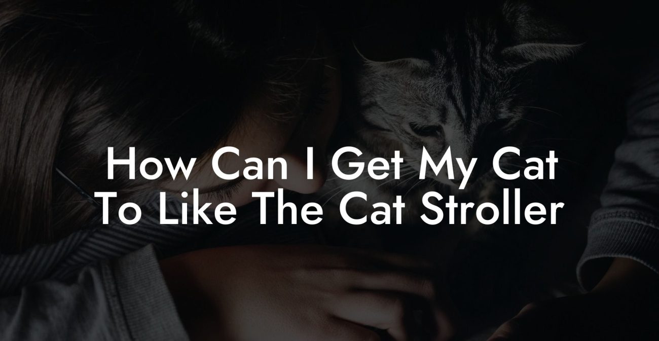 How Can I Get My Cat To Like The Cat Stroller