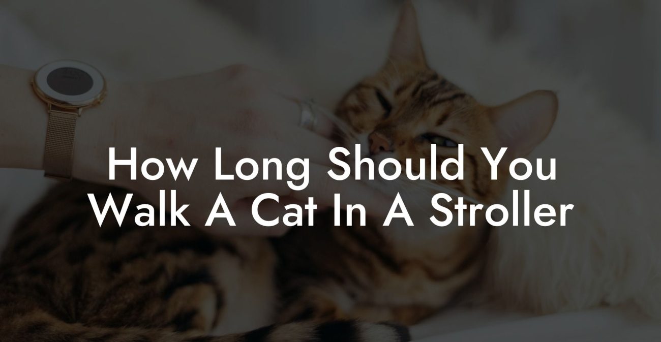 How Long Should You Walk A Cat In A Stroller