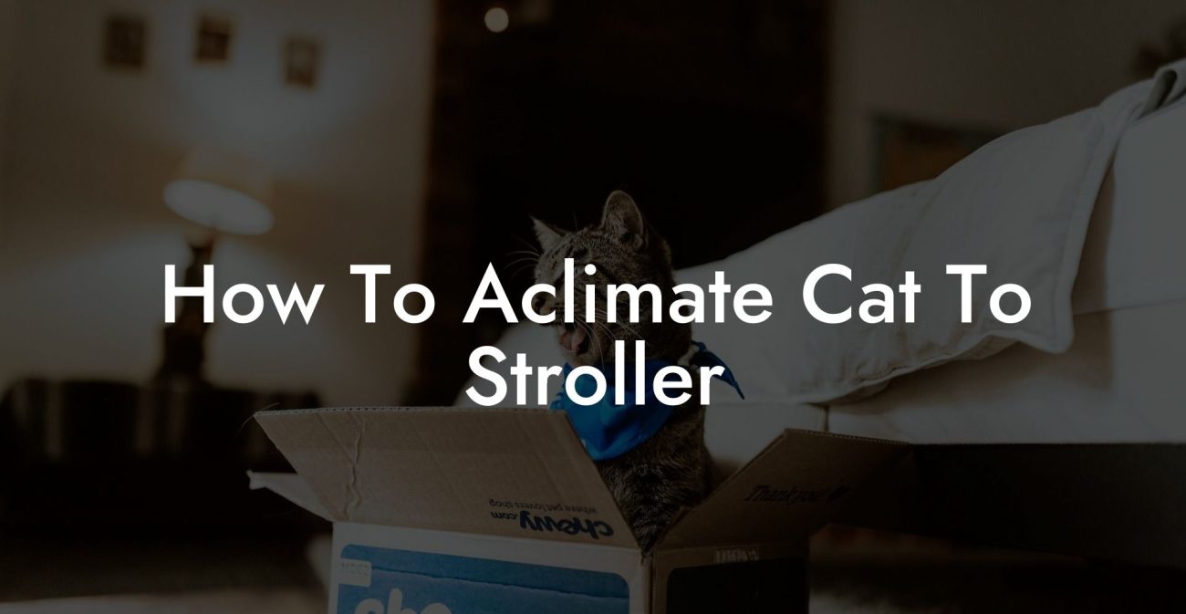 How To Aclimate Cat To Stroller