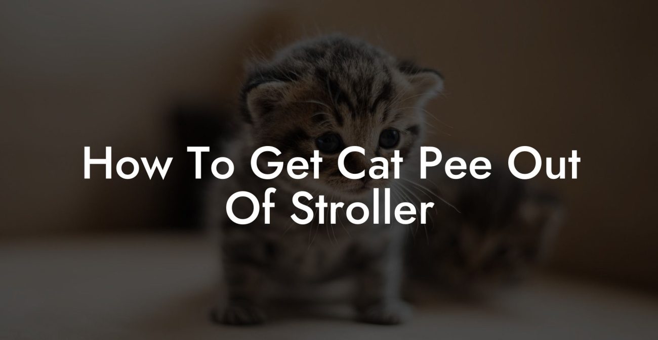 How To Get Cat Pee Out Of Stroller