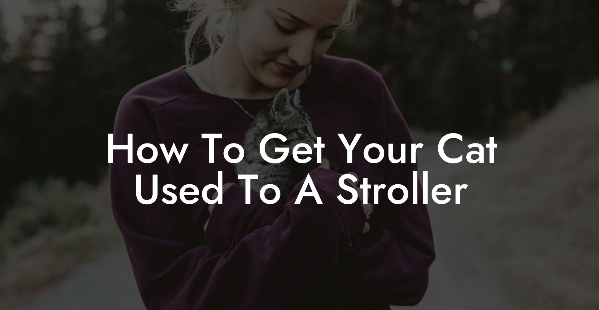 How To Get Your Cat Used To A Stroller