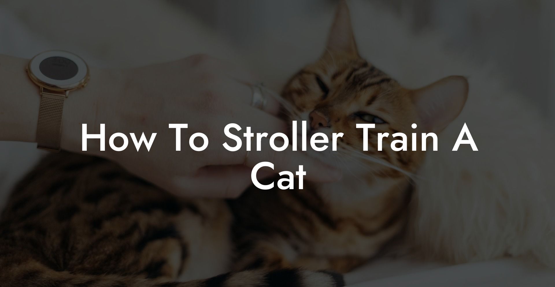 How To Stroller Train A Cat