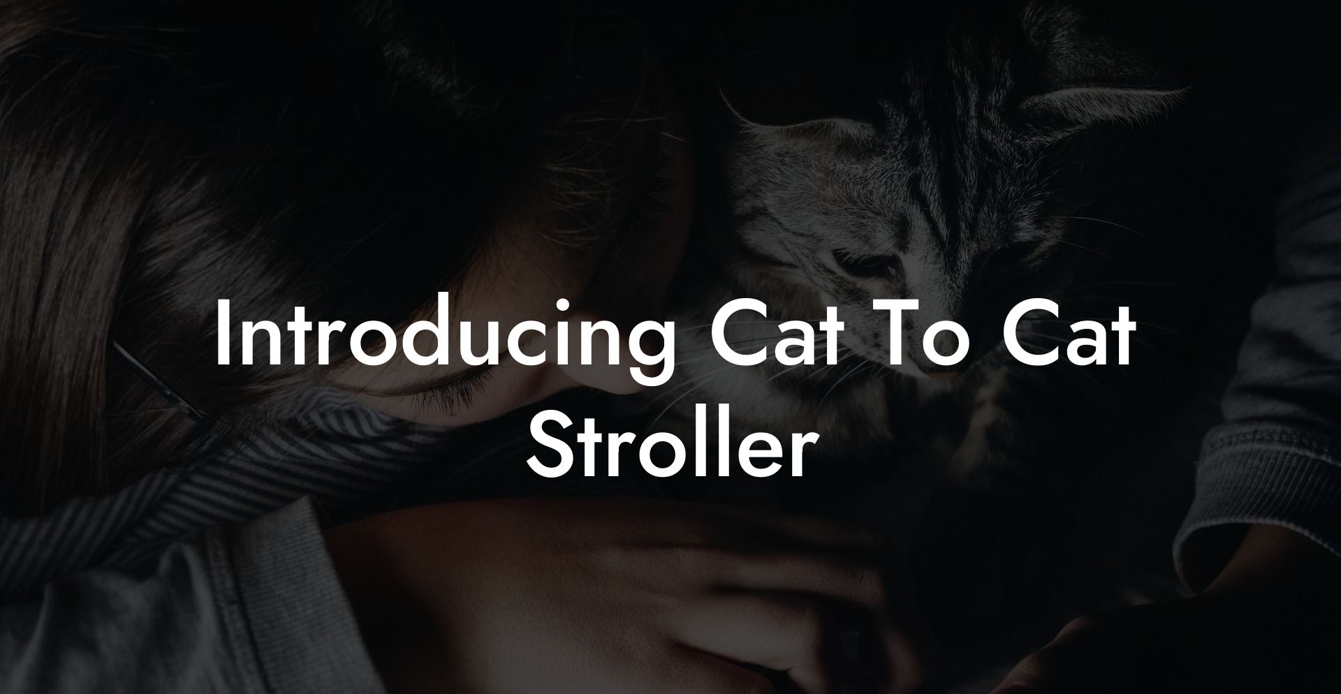 Introducing Cat To Cat Stroller