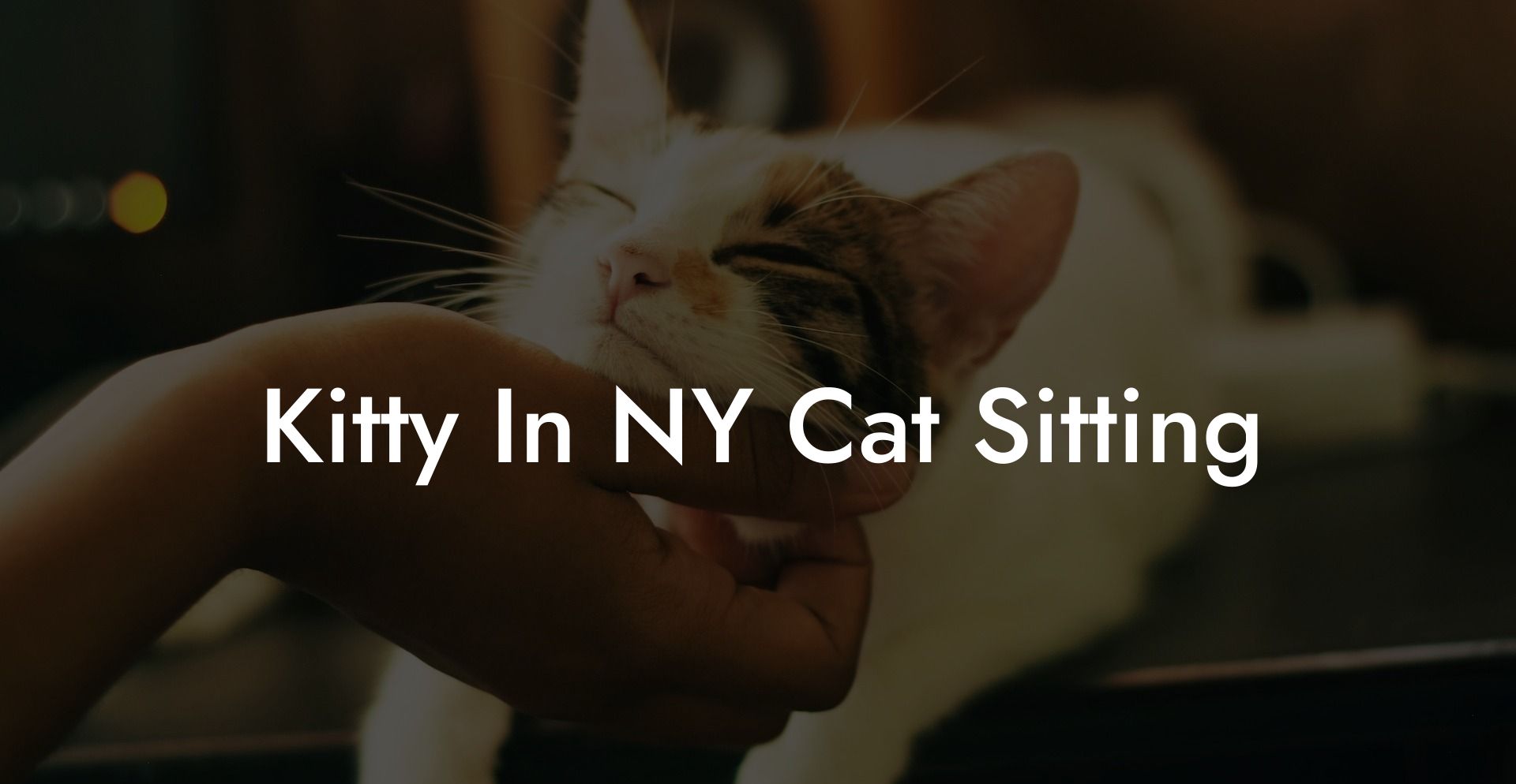 Kitty In NY Cat Sitting
