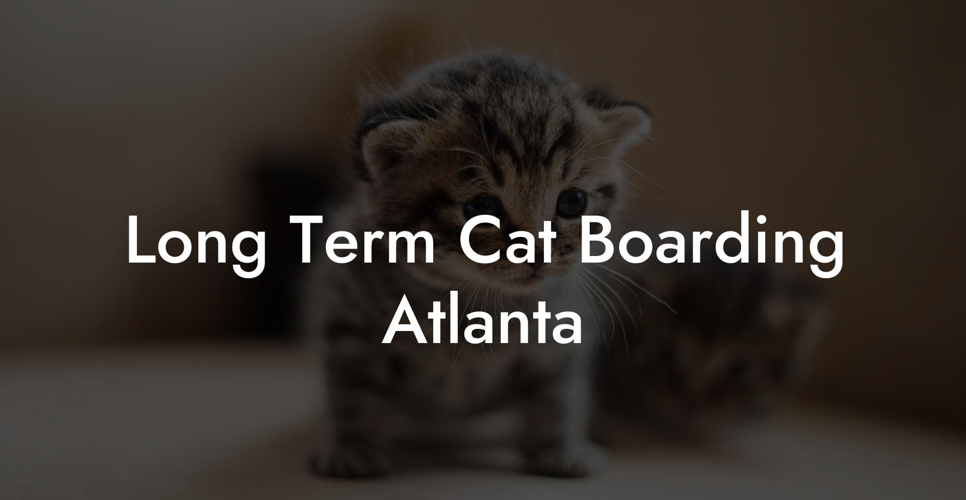 Long Term Cat Boarding Atlanta