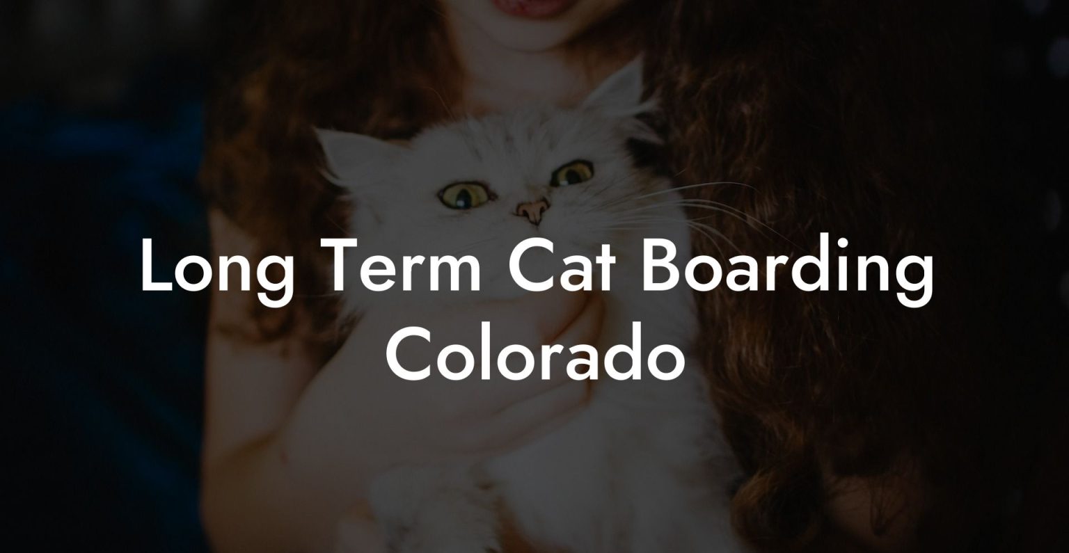 Long Term Cat Boarding Colorado Cat Hotels