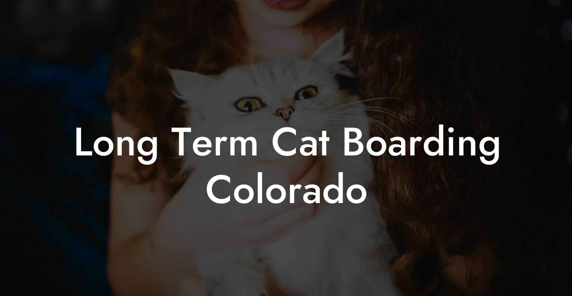 Long Term Cat Boarding Colorado My Cat Hotels 