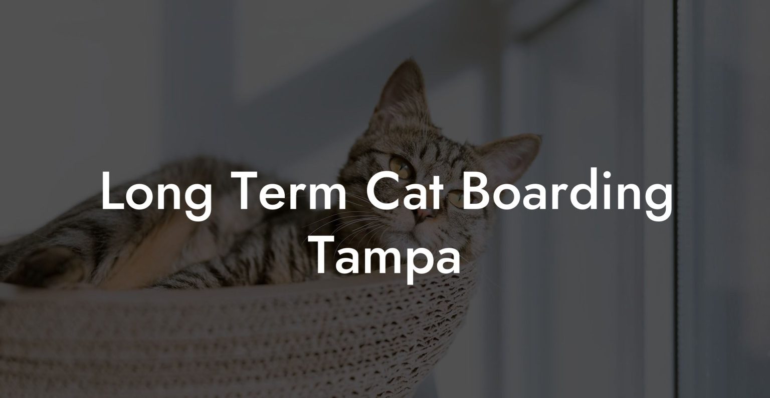 Long Term Cat Boarding Tampa Cat Hotels