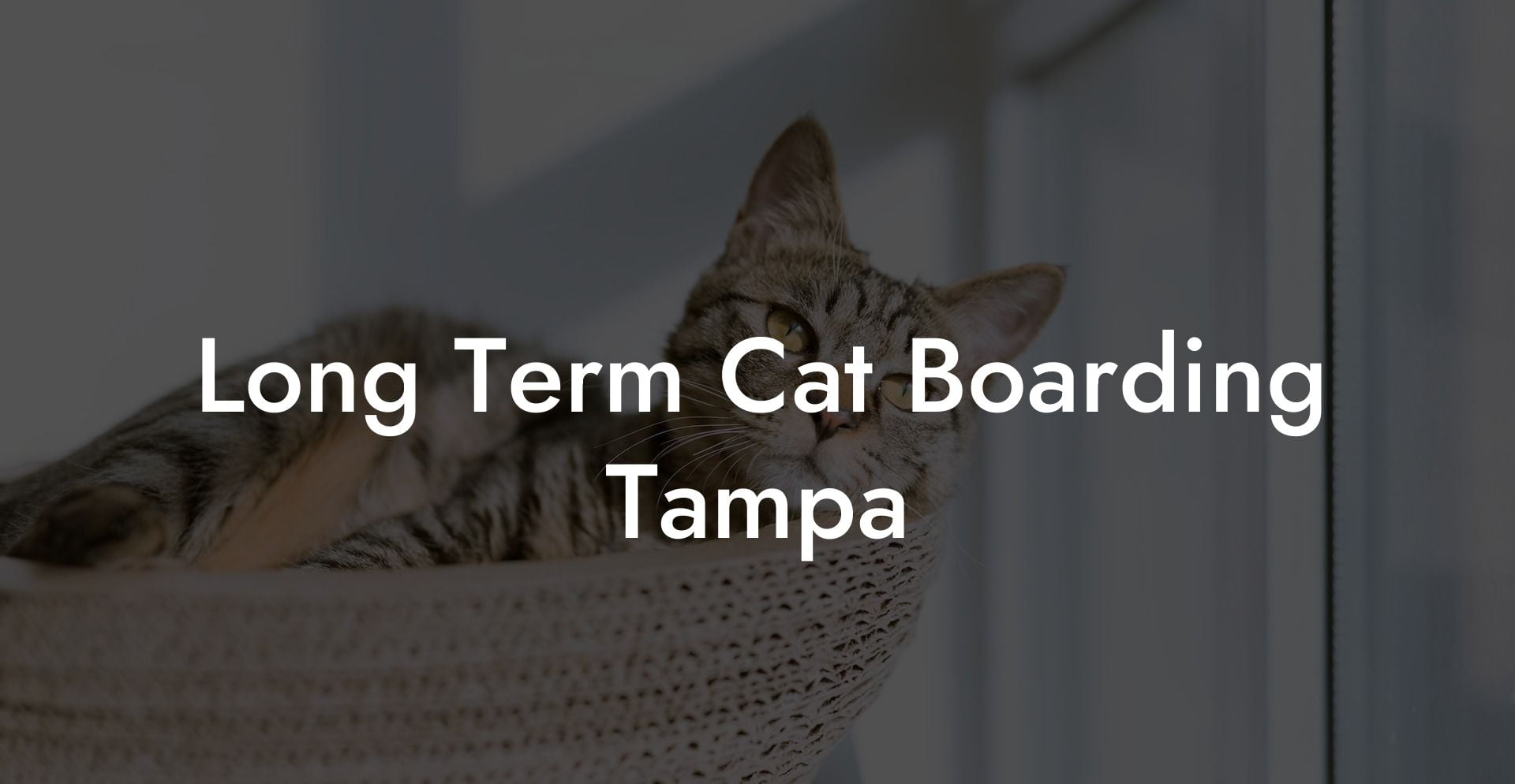 Long Term Cat Boarding Tampa