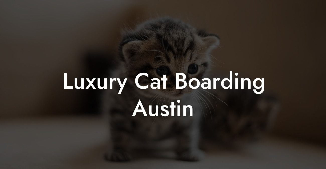 Luxury Cat Boarding Austin