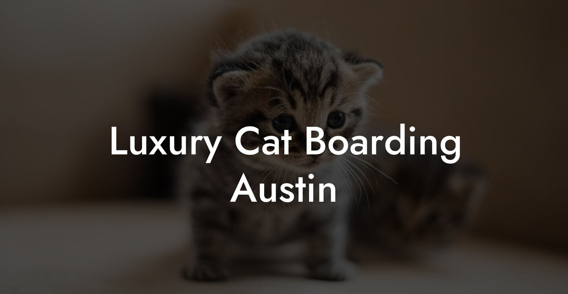 Luxury Cat Boarding Austin
