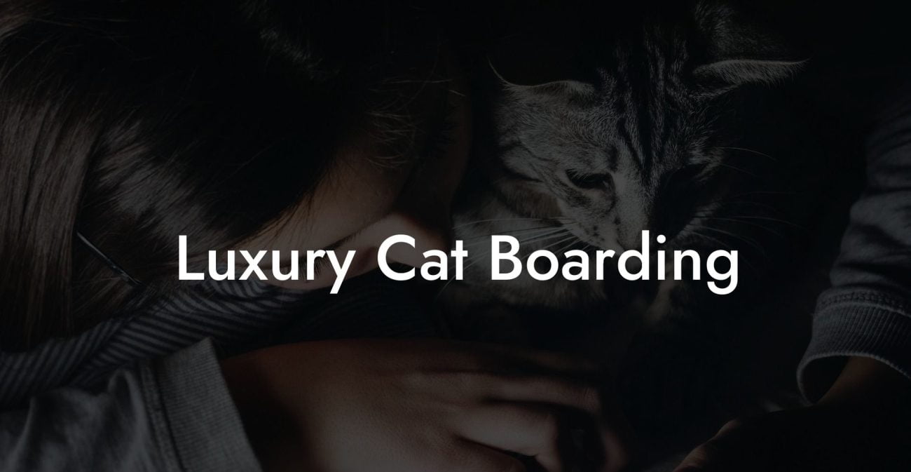 Luxury Cat Boarding