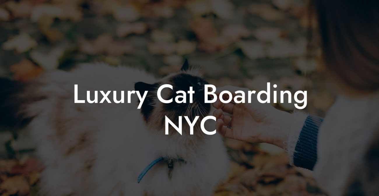 Luxury Cat Boarding NYC