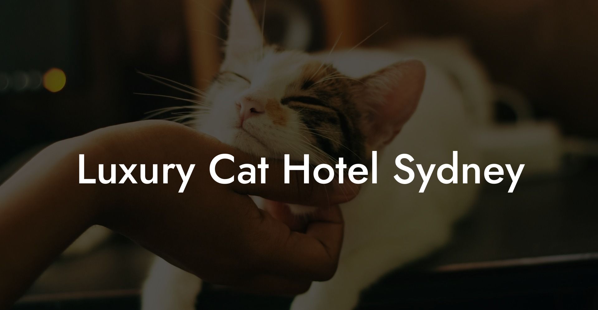 Luxury Cat Hotel Sydney
