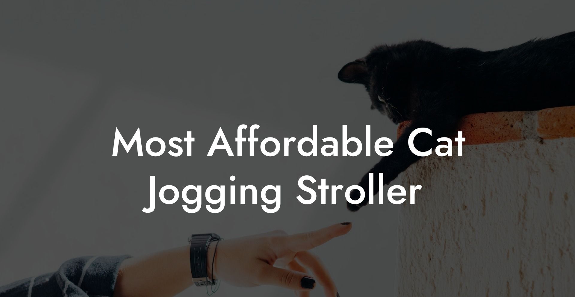 Most Affordable Cat Jogging Stroller