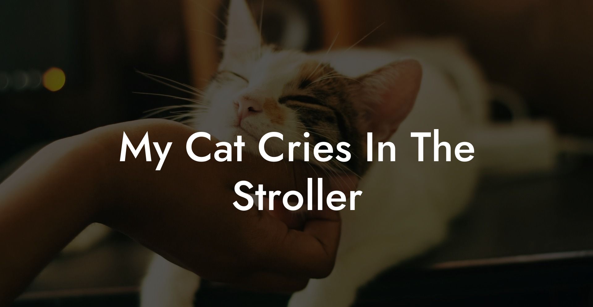 My Cat Cries In The Stroller