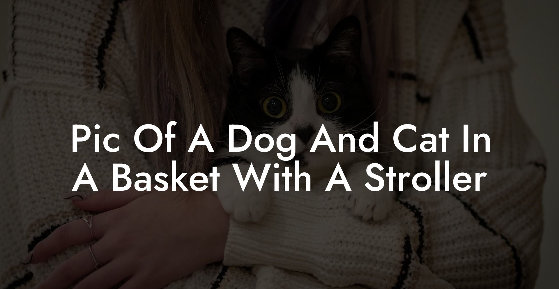 Pic Of A Dog And Cat In A Basket With A Stroller
