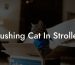 Pushing Cat In Stroller