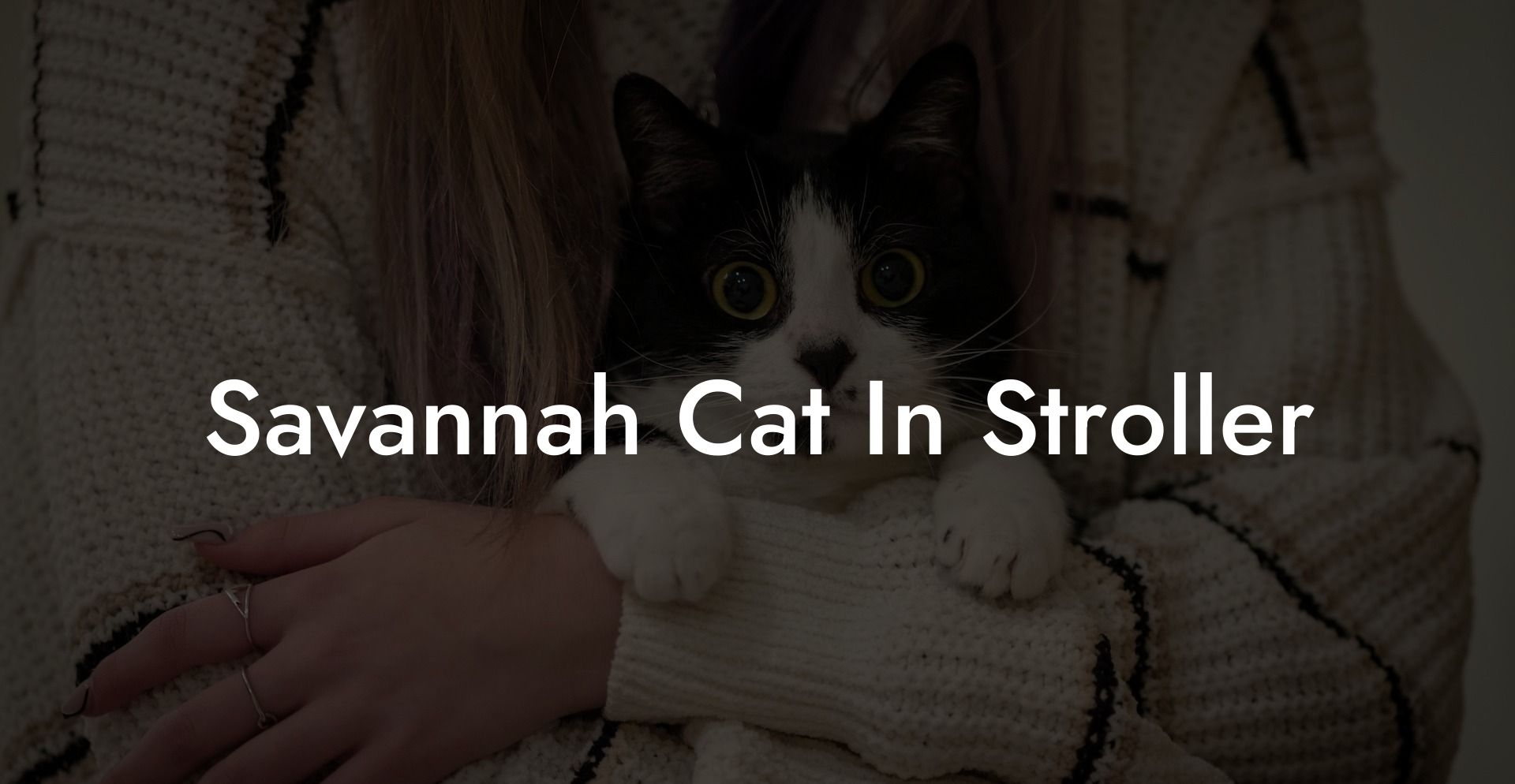 Savannah Cat In Stroller