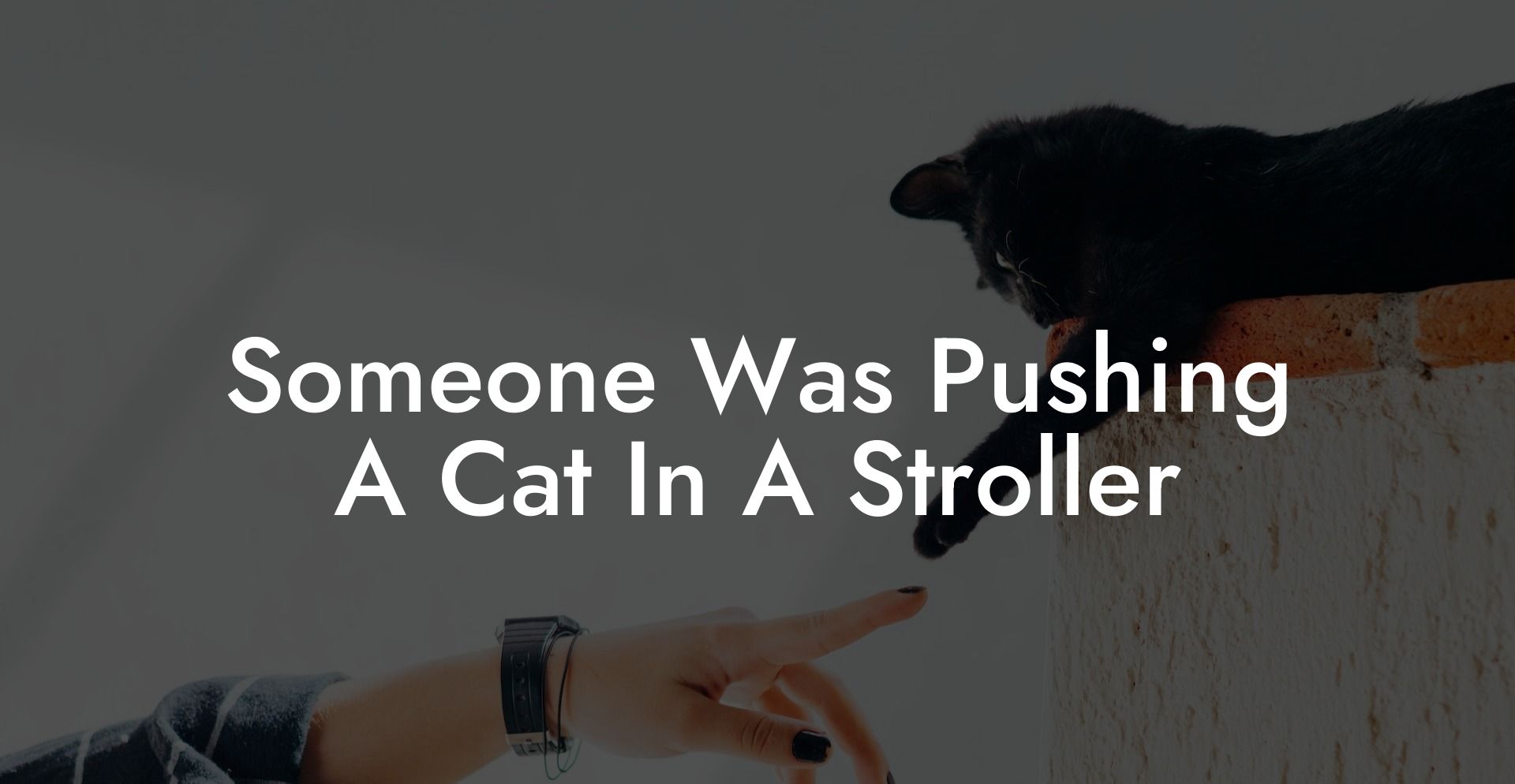 Someone Was Pushing A Cat In A Stroller