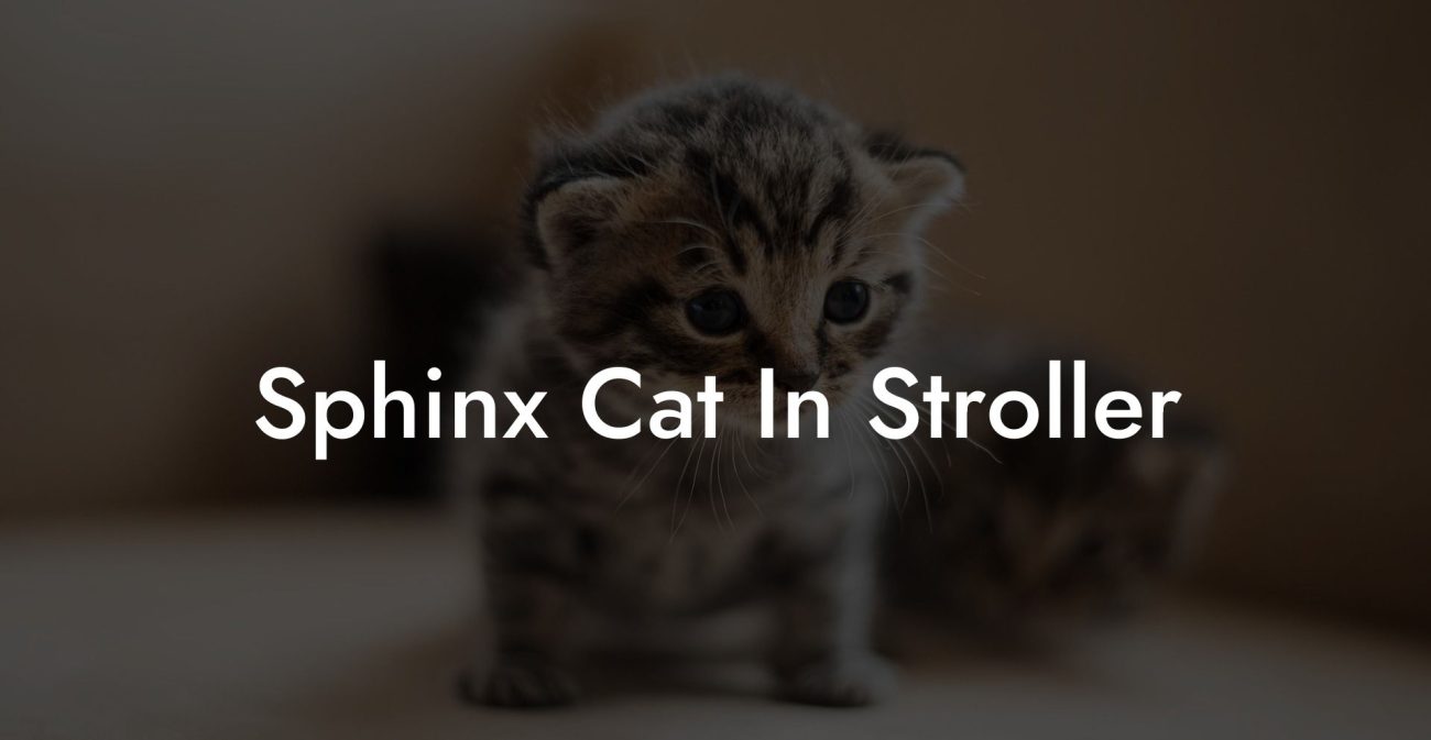 Sphinx Cat In Stroller