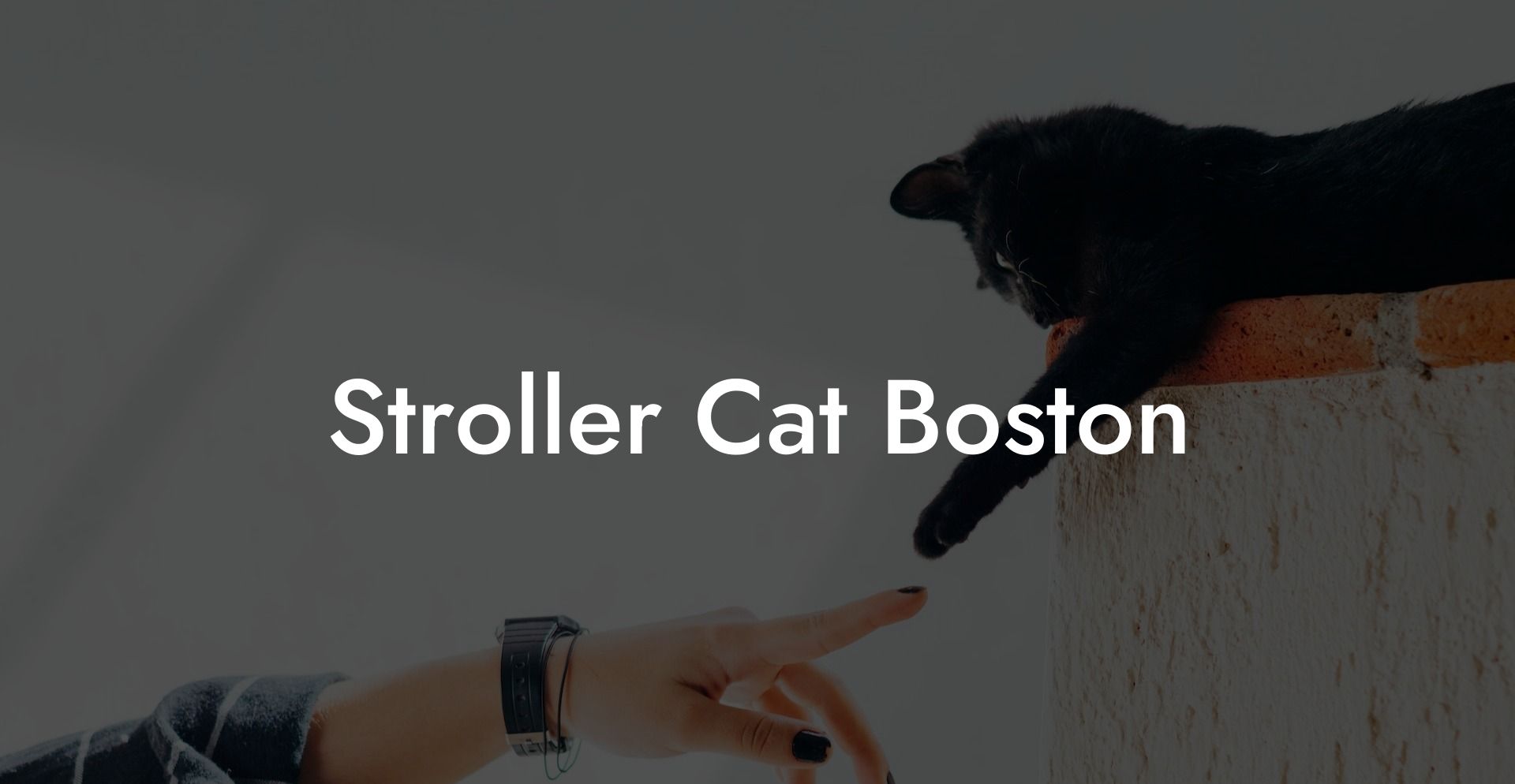 Stroller Cat Boston