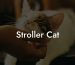 Stroller Cat