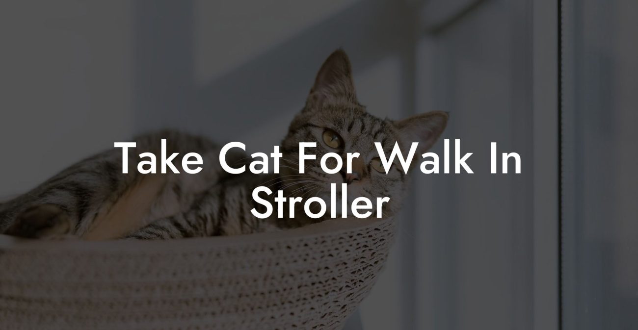 Take Cat For Walk In Stroller