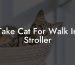 Take Cat For Walk In Stroller