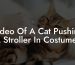 Video Of A Cat Pushing A Stroller In Costumes