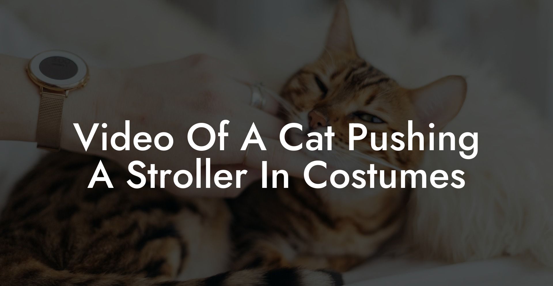 Video Of A Cat Pushing A Stroller In Costumes