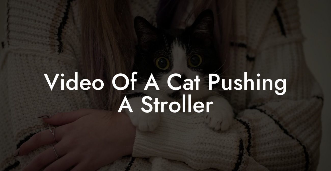 Video Of A Cat Pushing A Stroller