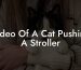 Video Of A Cat Pushing A Stroller