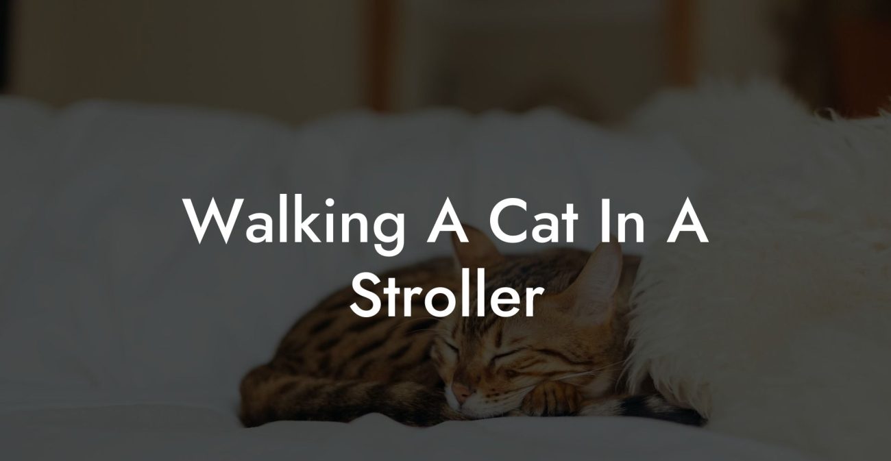 Walking A Cat In A Stroller