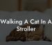 Walking A Cat In A Stroller