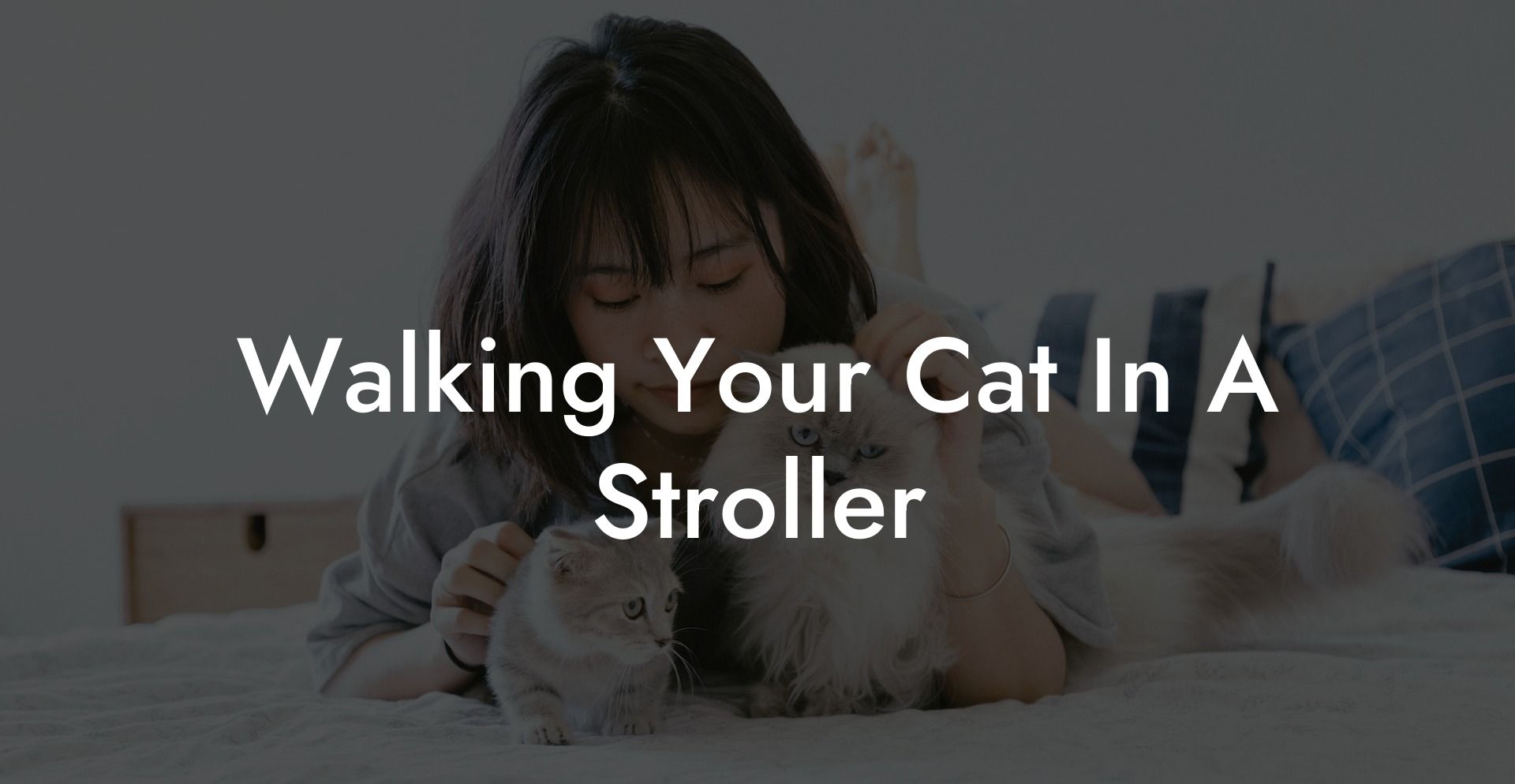 Walking Your Cat In A Stroller