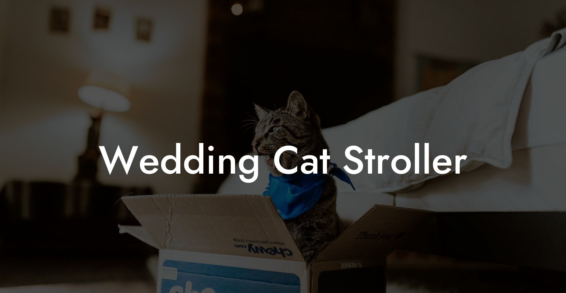 Wedding Cat Stroller