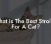 What Is The Best Stroller For A Cat?