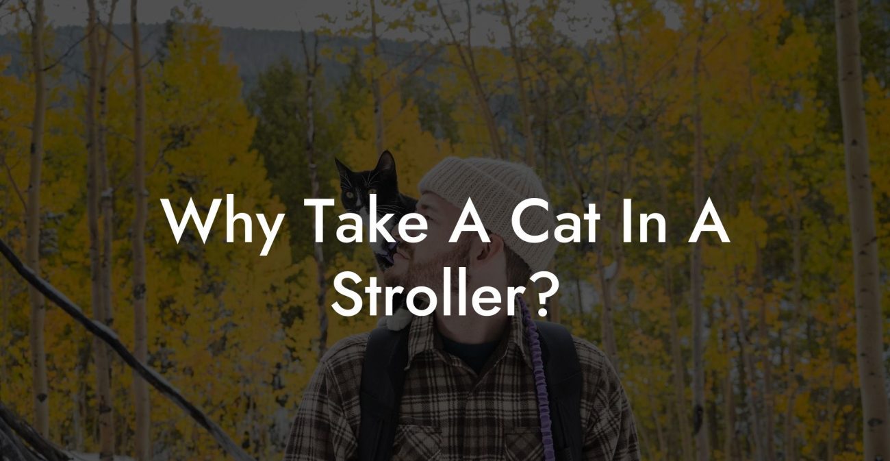 Why Take A Cat In A Stroller?